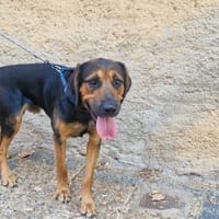 PANGO, chien à adopter