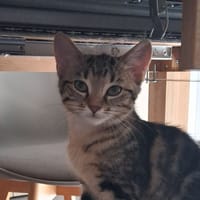 BEGONIA, chatte à adopter