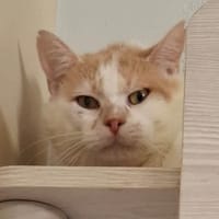 SHAWNEE, chat à adopter