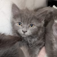 yoplait, chatte à adopter