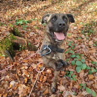 SONIK, chien à adopter