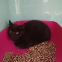 Tac, chatte à adopter