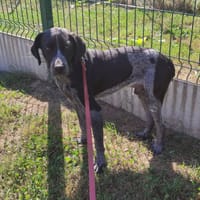 FER QCN, chien à adopter