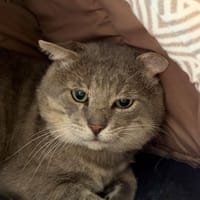 Anolis, chat à adopter