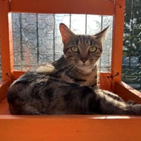 Cersei, chatte à adopter