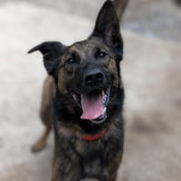TOMY, chien à adopter