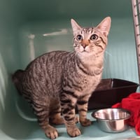 MALO, chat à adopter