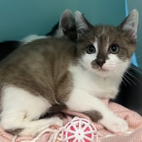 CHOUCHOU, chatte à adopter