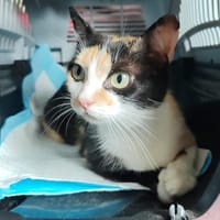 BUMBY CHA, chatte à adopter