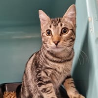 Poticlap, chat à adopter