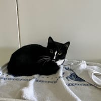 ASTRO, chat à adopter
