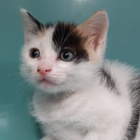 Sixteen, chatte à adopter