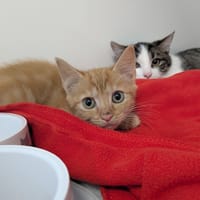 BELLA, chatte à adopter