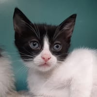 Sonate, chatte à adopter