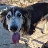 CALCIUM QCN, chien à adopter