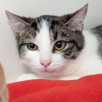 BAMBOO, chat à adopter