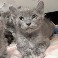 minus, chat à adopter