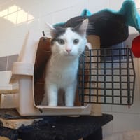 HEITER, chat à adopter