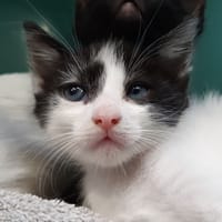 Sweety, chatte à adopter