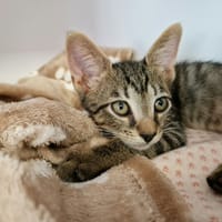 Bailey, chat à adopter