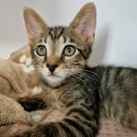 Bailey (en cours d'adoption), chat à adopter