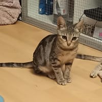Delice, chatte à adopter