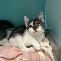 KOBI, chatte à adopter