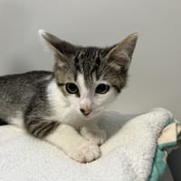 JACK, chat à adopter