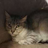ABA, chatte à adopter