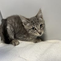 CREAMY, chat à adopter