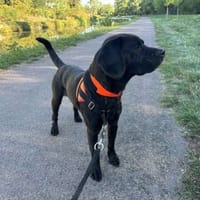ZORG, chien à adopter