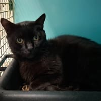 GIVENCHY, chat à adopter