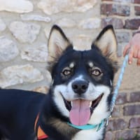 BALTO, chien à adopter