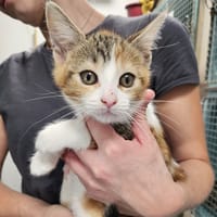 TILA C, chatte à adopter