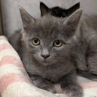 kata, chatte à adopter