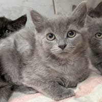 azouka, chatte à adopter
