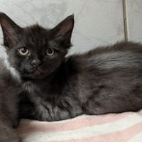 brutus, chat à adopter