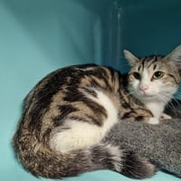 Artichou, chat à adopter