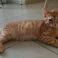 Ricky [Chaton], chat à adopter