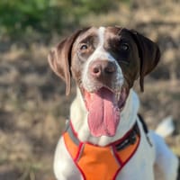 SPIRIT, chien à adopter