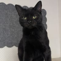 MIA, chatte à adopter
