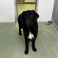 WINNIE, chien à adopter