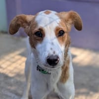 SPECULOS, chien à adopter