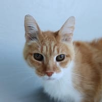 EOLE, chat à adopter