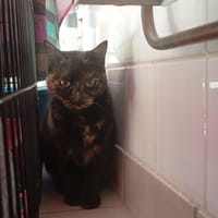 LOVEGOOD, chatte à adopter