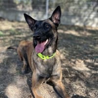 TAIGA, chienne à adopter