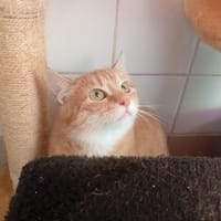 POMME, chatte à adopter