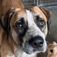 Clyde, chien à adopter