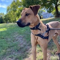 COFFEE, chien à adopter