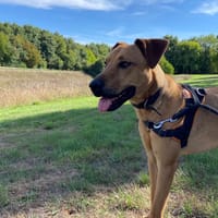 COFFEE, chien à adopter